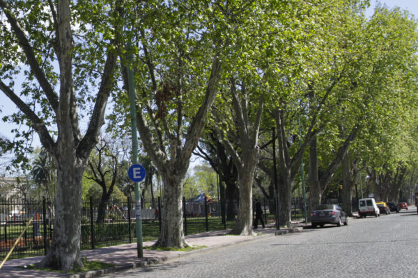 La Legislatura aprueba una ley para plantar 100 mil árboles en la Ciudad