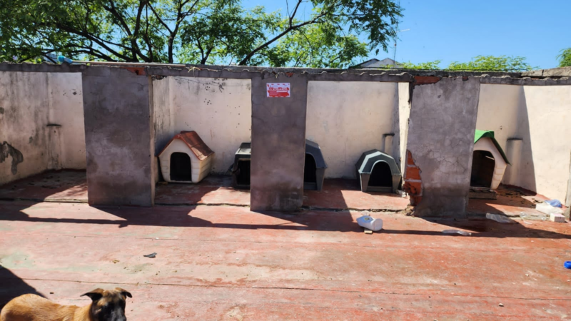 Criadero ilegal en Parque Avellaneda, rescatan siete perros Pastor Belga