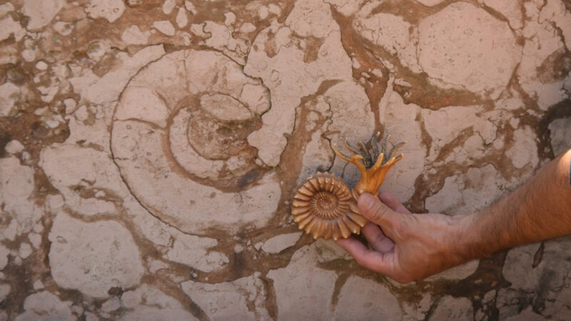 La Ciudad lanza la XI Semana de Arqueología y Paleontología