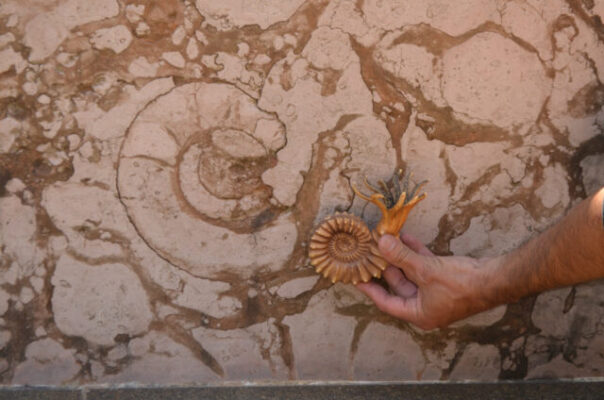 La Ciudad lanza la XI Semana de Arqueología y Paleontología