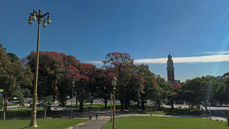 El valor ambiental y paisajístico del palo borracho en la Ciudad