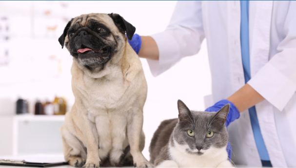 La Ciudad impulsa una ley para identificar a perros y gatos